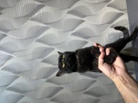 British Shorthair Erkek Kedimiz