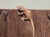 SAGLIKLI VE DEGERLI MORPH CRESTED GECKO YAVRULAR