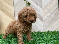 Toy poodle yavru köpekler