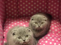 SCOTTISH FOLD AYI SURAT YAVRULARIM 