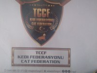 A kalite yavruların anneleri şecereli kediler rezerveye açık