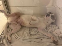 Çok uysal bir köpektir yuva arıyor