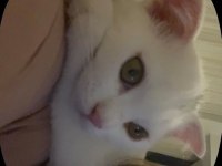 Beyaz Scottish Fold Kedisi