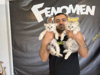 KEDİCİDEN RENK RENK BRITISH SHORTHAIR YAVRULARI ANKARA