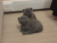 5 haftalık dişi sevimli pati dostlari