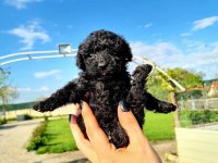 SİMSİYAH SİYAH TOY POODLE YAVRULARIMIZ