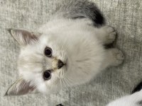 British Shorthair golden yavru