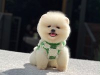 Yavru Pomeranian Boo Yavrular