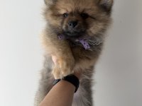 Pomeranian boo dişi erkek uygun