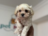 Show kalite kore maltipoo yavrularımız