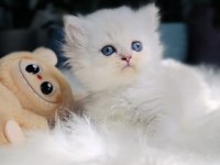 Muhteşem Kaliteli Scottish Longhair Bebeklerim