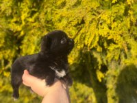 Chihuahua Yavruları Şehir Dışına Gönderim Sağlanır