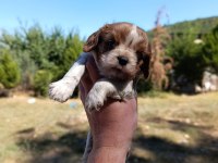 IRKININ SÜPER STARI CAVALİER KİNG CHARLES