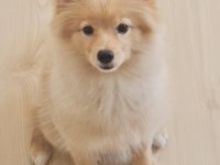 9-11 aylık tilki surat dişi pomeranian