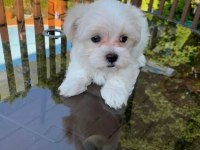 Maltese terrier bebek köpekler