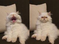 5 aylık minik iran kedisi oğlan