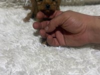 Toy poodle bebekler