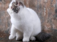 CFA ŞECERELİ SHOW KALİTE ERKEK KEDİMİZ