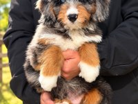 Türkiyede Tek Bernedoodle Yavruları