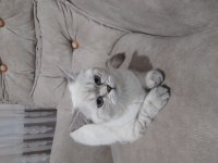 7 aylık british shorthair sahiplenilme ilanı
