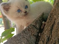 Orjinal Yavru British Shorthair Blue Point Erkek