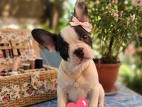 Safkan French Bulldog Yavrular