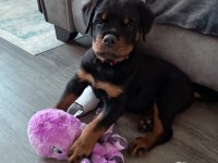 Trnin en kaliteli rottweiler yavruları kapıda ödeme