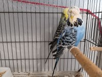 Dişi Erkek Show Jumbo Genç Muhabbet Kuşlar