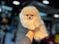 Show Kalite Irk ve Sağlık Garantili Pomeranian