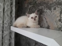 2 Aylık British Shorthair ve Scotish Fold Dişi Yavrular