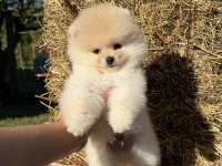 Ayıcık Kafa Pomeranian Boo Teddy Face