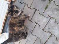 Yeni doğacak bebeklere yuva arıyoruz buda annesi