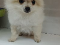 Yeni yuvasına gitmeye hazır pomeranian