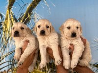 Baby Face Golden Retriever Yavruları