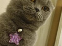 British shorthair kızımıza yeni yuva arıyoruz