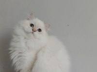 British longhair kızımıza yeni aile arıyoruz