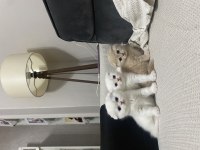 Scottish fold ve british yavrularımız
