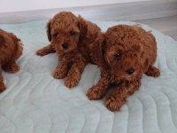 Show kalite kore toy poodle ziyarete açık