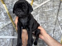 KREDİ KARTINA TAKSİT İMKANIYLA PUG YAVRULARI