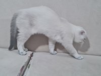 Scottish fold blue point yavru