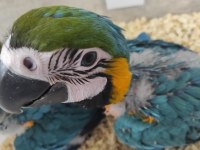 EL BESLEME FULL EVCİL BEBEK MACAWLAR