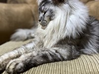 Gerçek maine coon arayanlar