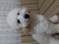 Minyatür Poodle