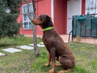 2 yaşında kızıl doberman temel itaat eğitimi mevcuttur
