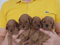 2.5 aylık dişi toy poodle