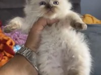 Safkan british longhair yavrularım