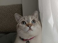 British Shorthair Mama Karşılığı