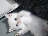 Sahiplendirilecektir british shorthair