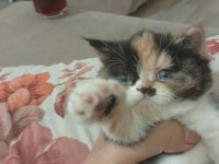 İRAN KEDİSİ YAVRUSU 45 GÜNLÜK