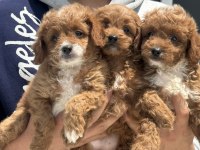 Ankaranın en güzel maltipoo yavruları